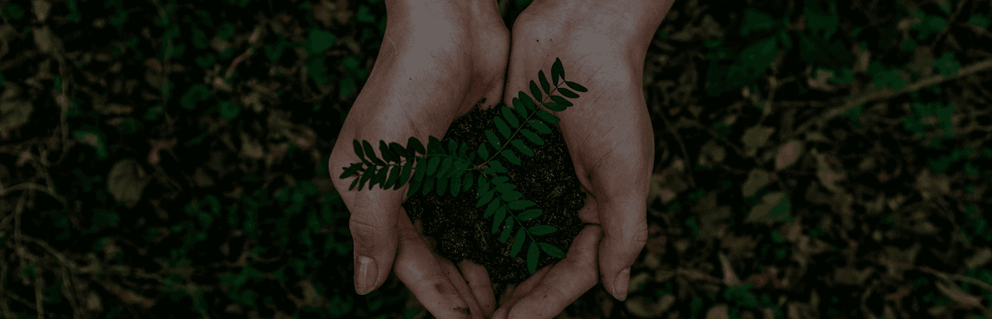 Sklopljene ruke drže cvijet