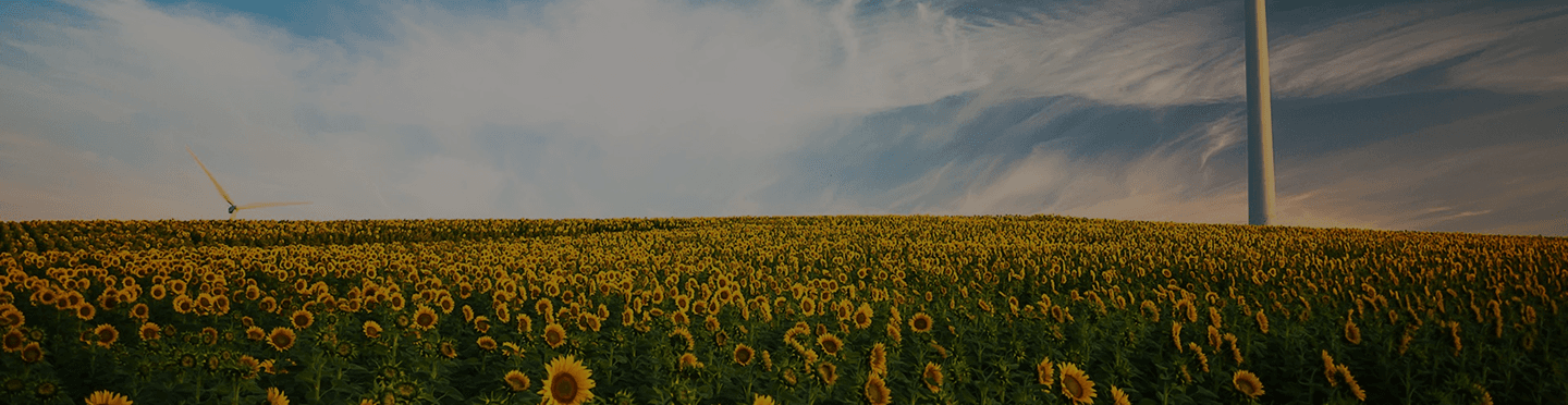 Polje suncokreta - naslov